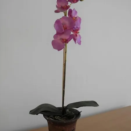 Appartement Central Point - Free Parking
